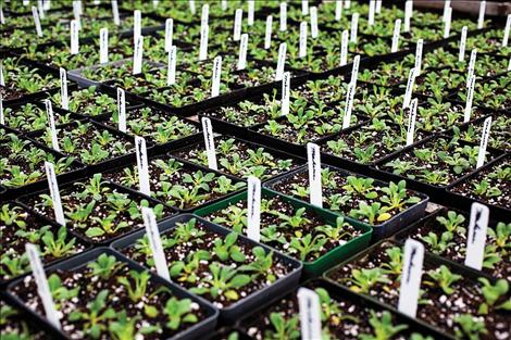 Starter plants at South Shore Greenhouse await warm earth to set down roots in someone's garden.