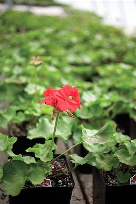 A bright geranium offers hope for warmer days.