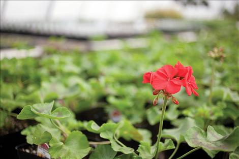 A bright geranium offers hope for warmer days.