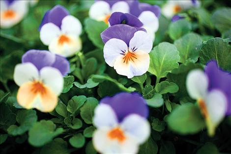 Pretty pansies bloom in the comfort of South Shore Greenhouse.