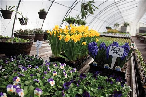 Colorful daffodils bring cheer to South Shore Greenhouse.