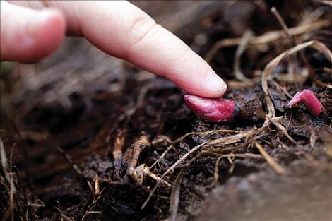 A small bud emerges from the ground after a long winter.