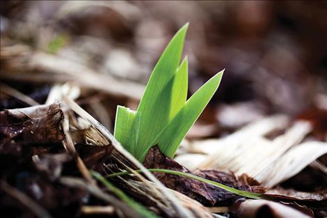 Iris leaves begin to emerge.