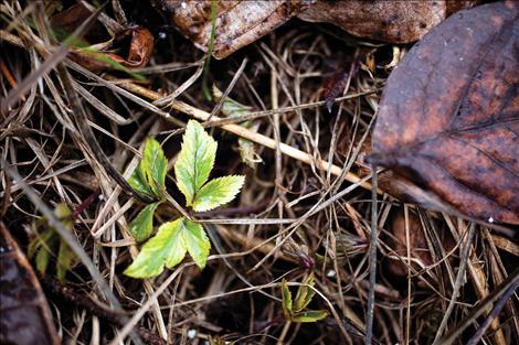 Plants come to life on the forest floor.