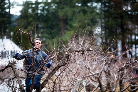 BIlly Joe Norm prunes his trees in preparation for spring.