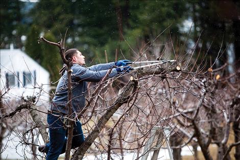 BIlly Joe Norm prunes his trees in preparation for spring.