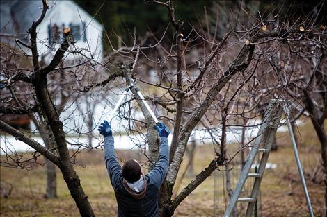 BIlly Joe Norm prunes his trees in preparation for spring.