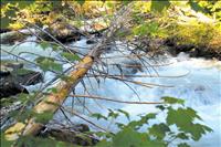 Native Lands and Wilderness Council gathers at SKC