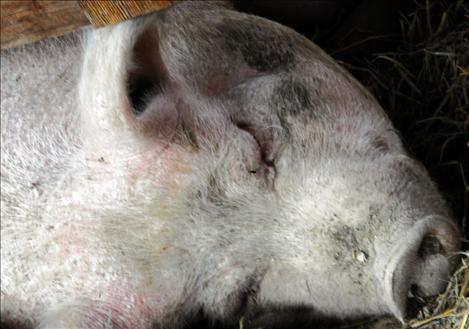 A sow sleeps peacefully through the Ag Days event.