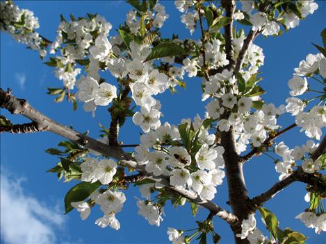 Cherry blossoms are in full bloom along the east shore of Flathead Lake.