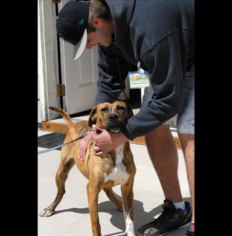 Volunteer Joey Ray tries to calm Piper, a boxer mastiff mix, who was very excited by all the visitors at Mission Valley Animal Shelter.