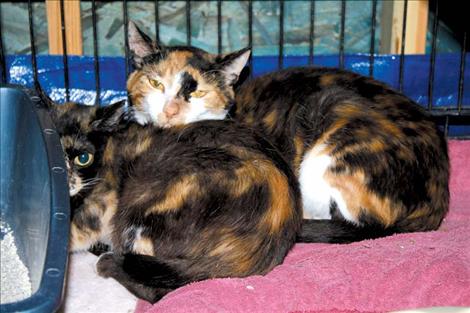 Two of the 38 cats rescued by police officials and volunteers rest quietly and safely inside a cozy, clean enclosure.