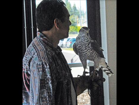 Carlos Rodriques holds Sweetie Pie, the goshawk he uses for hunting. Sweetie Pie was raised in captivity.
