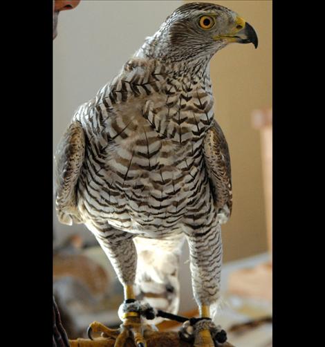 Goshawk