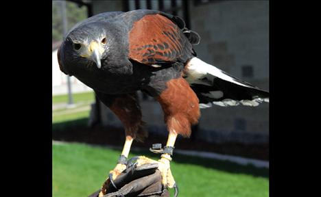 Harris’ hawk