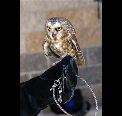 A tiny Saw-whet Owl looks at the crowd looking at her.