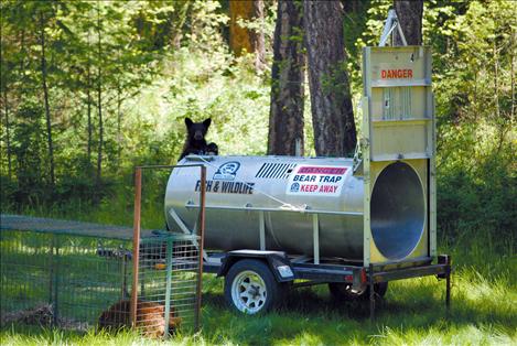 The curious cub plays all over the bear trap before entering deep enough to trigger the trap door