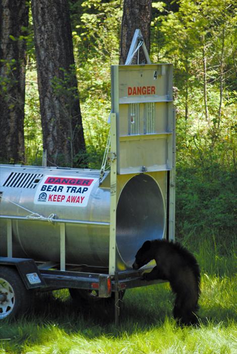 The curious cub plays all over the bear trap before entering deep enough to trigger the trap door