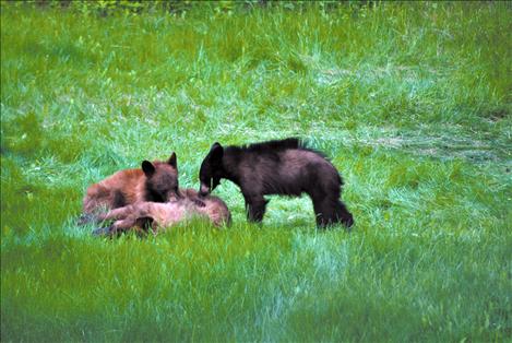Although their mother is injured, the healthy cubs still try to nurse, and she does her best to protect them.