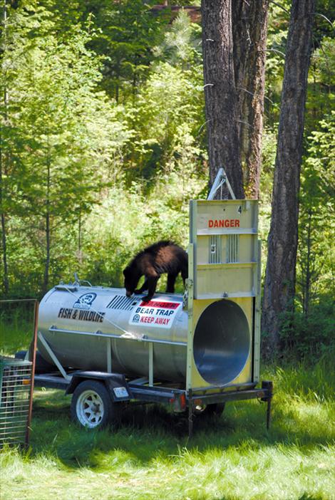 The curious cub plays all over the bear trap before entering deep enough to trigger the trap door