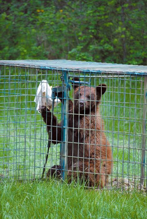 A bag of bait lures the cub into a cage so Tribal Fish and Game wardens may relocate the bear. 