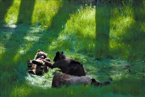Two cubs, born in spring 2013, rest near their injured mother Sunday on Finley Point. The mother, who was likely hit by a car, suffered a broken back and had to be put down by Tribal Fish and Game. The cubs were relocated.