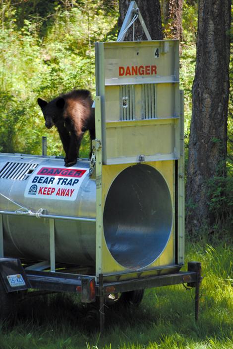 The curious cub plays all over the bear trap before entering deep enough to trigger the trap door