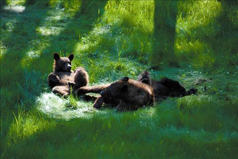 Two cubs, born in spring 2013, rest near their injured mother Sunday on Finley Point. The mother, who was likely hit by a car, suffered a broken back and had to be put down by Tribal Fish and Game. The cubs were relocated.