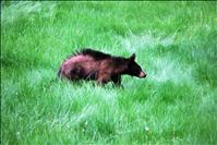 Humans impact bear behavior, survival