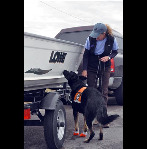 Tia, one of two canines trained to sniff out aquatic invasive species, was on the job Sunday in the checkpoint along Highway 93 south of Ronan.