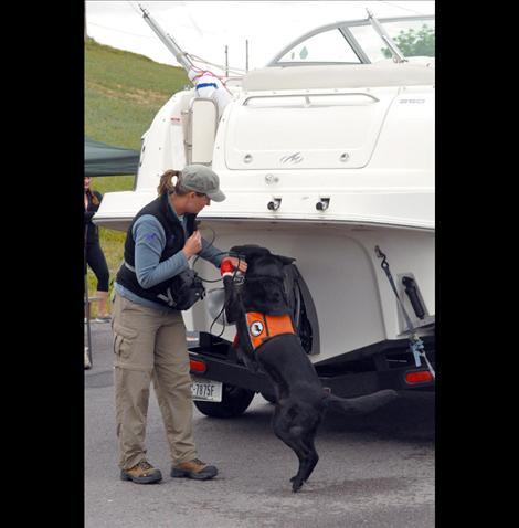 Wicket, one of two canines trained to sniff out aquatic invasive species, was on the job Sunday in the checkpoint along Highway 93 south of Ronan.