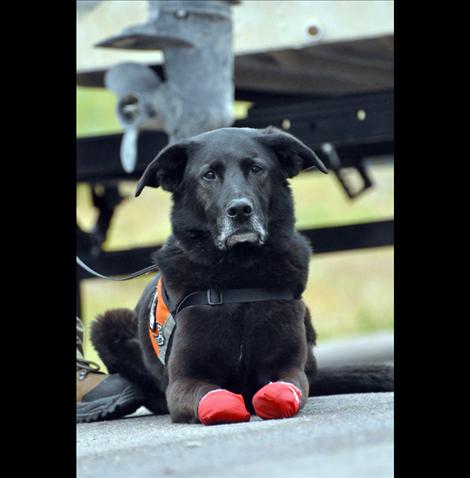 Wicket, one of two canines trained to sniff out aquatic invasive species, was on the job Sunday in the checkpoint along Highway 93 south of Ronan.
