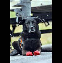Dogs sniff out hidden aquatic hitchhikers