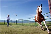 Progressive Horse Days event teaches value of horsepower