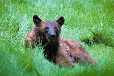 Residents and visitors are reminded that bears roam throughout Montana, so keep food sources out of reach of the wild animals.