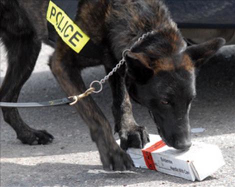 Llop finds the box containing training drugs hidden by his handler Officer Juan Maso.