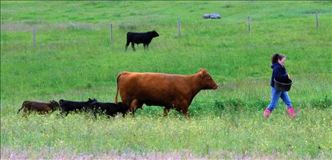 Debbie Baker leads the parade with a pan of grain so Reba, Larry, Curly and Moe will follow.