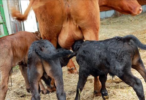 Moe, Curly and Larry have a mid morning snack as their mom, Reba, checks on everyone.