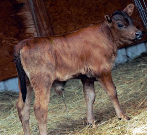 Moe is the odd man out, brownish black, while his brother Curly and Larry are black. Their mother has enough milk for all three.