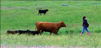 Cash Cow: Triplet bull calves born in Valley View