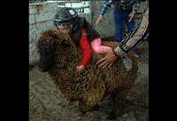 Rodeo time in Polson brings summer fun