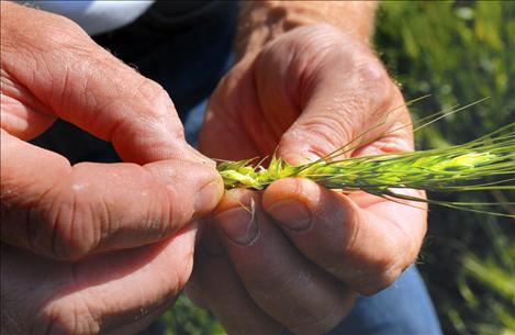 Small wheat midge larvae eat kernels, causing constly damage to crops if left untreated. This head of wheat is free of the tiny insects.