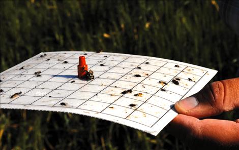 A sticky board catches insects in the field and allows researchers to see if the field is infected.