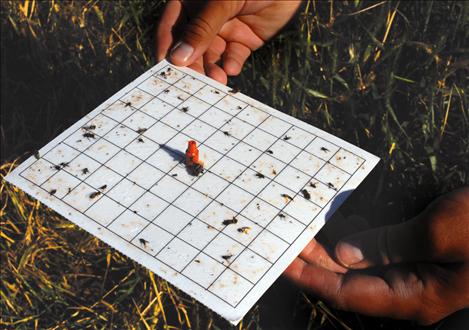 A sticky board catches insects in the field and allows researchers to see if the field is infected.