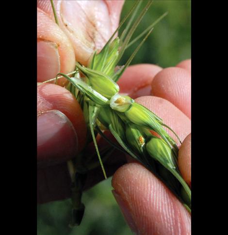 A tiny wheat midge is found.