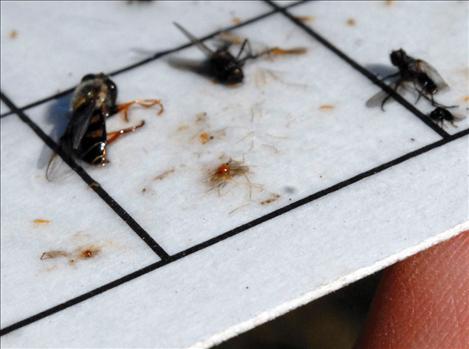 A sticky board catches insects in the field and allows researchers to see if the field is infected.