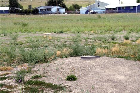 The local ball field in Arlee is currently home to a crop of knapweeds.