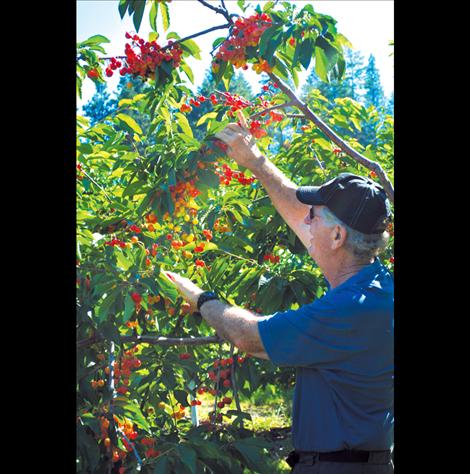 Dick Beighle prunes a clump of Skenna cherries from one of many of the bushes on his Finley Point orchard. He prunes the undergrown yellow cherries called “culls” so healthy cherries can retain nourishment and the pickers obtain mostly these for packaging purposes. 