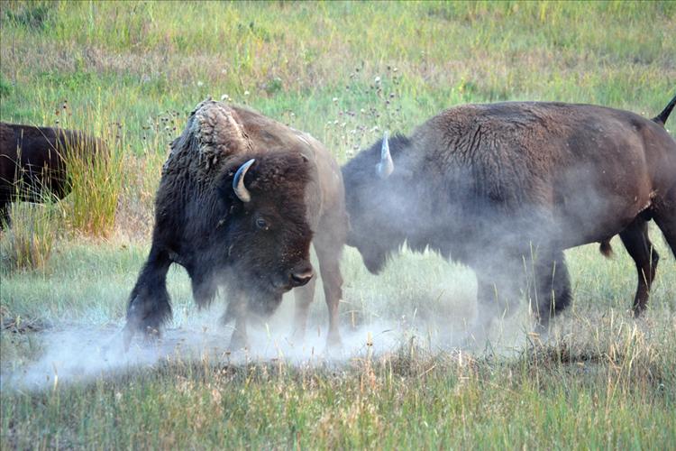 National Bison Range, Moiese