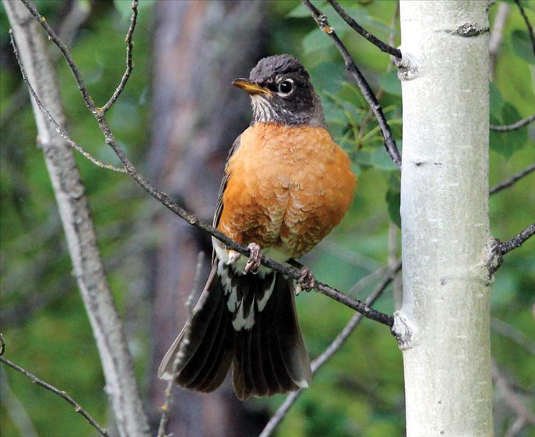 A robin sits still for a flattering snapshot